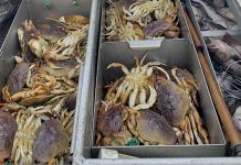 The Pacific Ocean Is So Acidic That It’s Dissolving Dungeness Crabs’ Shells