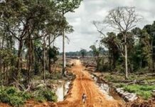 Strip Mines, Pollution And De-foresting Linked To Ebola’s Deadly Spread