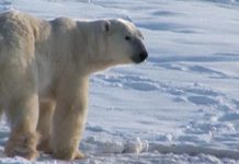 A Climate Crisis From The Arctic To Antarctica