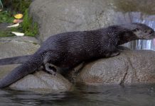 Oregon Zoo Welcomes Spotted-Necked Otters