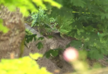 WA: 2 Bodies Recovered From Trench Collapse