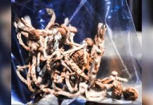Oregon Business Gets 1st Psilocybin License