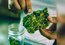 Oregon To Lead If Pot Legalized Nationally