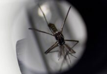 As The World Warms, These Insects Are Thriving – And Bringing Disease