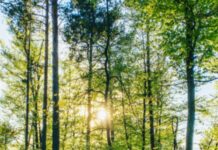 Protesters Slapped With Rico Charges For Wanting To Stop Deforestation At Cop City