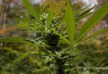 Cannabis Products May Harbor Fungal Toxins Harmful To Human Health, But Safety Regulations Are Uneven Or Nonexistent