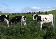 U.S. Government Announces New Financial Incentives For Farms To Stem The Spread Of Bird Flu In Dairy Cattle