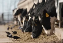 Clues From Bird Flu’s Ground Zero On Dairy Farms In The Texas Panhandle