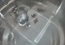 Portland Police Arrest Suspect In Disturbing Dog Abuse Case Captured On Camera