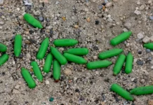 No Laughing Matter: Why Some Worry About Kids Abusing Galaxy Gas