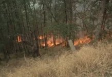 Oregon Fire Season Sets Record With Over 1.7 Million Acres Burned