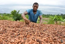 Why Chocolate Is Ridiculously Expensive Right Now