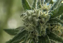 Oregon’s Battle Against Illicit Cannabis Operations: Legislative Efforts And Ongoing Challenges