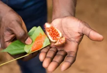 What Eliminating Artificial Food Dyes Could Mean For The Food System