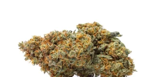 ‘Scromiting,’ A Bizarre Condition Linked To Chronic Marijuana Use, Is On The Rise