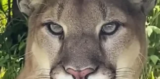 Oregon City Police Warn Residents After Cougar Sightings Near Singer Creek Park