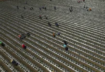 Why Trump’s Immigration Crackdown Isn’t Boosting Hiring