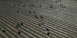 Why Trump’s Immigration Crackdown Isn’t Boosting Hiring