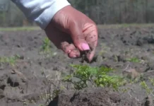 Black Churches Transform Food Aid Into Food Justice
