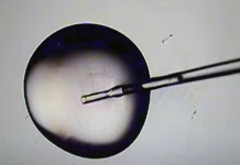 Trump Promised No-Cost IVF Treatment For All. That’s Still A Long Way Off