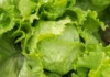 Is It Safe To Eat Lettuce Yet? What To Know As Cyclosporiasis Outbreak Lingers