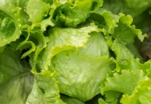 Is It Safe To Eat Lettuce Yet? What To Know As Cyclosporiasis Outbreak Lingers
